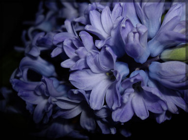 Violet