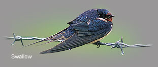 Swallow