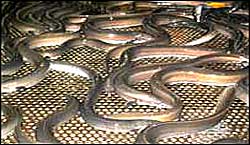Eels from Lough Neagh ready for processing in Holland