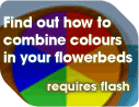 Experimenting with colour interactive feature