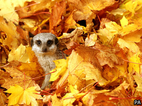A meerkat plays amongst leaves in a safari park in Scotland.