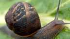 A snail