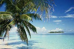 image: Palm tree and sea