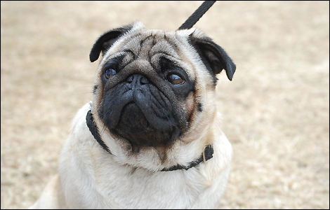 Pug - Windsor Championship Dog Show