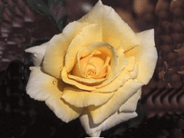 Norwich Cathedral Rose