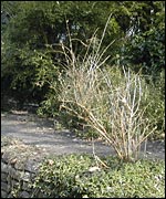 Town Gardens in Old Town, Swindon