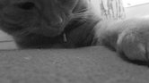 My Cat