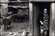 Olive Bennett and her Red Devon cows, Beaford,1979