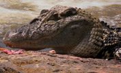 Caiman