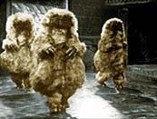 The Abominable Snowmen