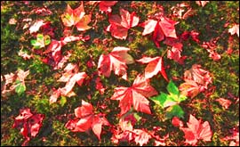 Autumn leaves