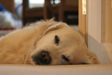 Sleepy dog