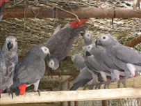 Parrots in a flight cage
