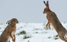 Winter Hares (click to enlarge)