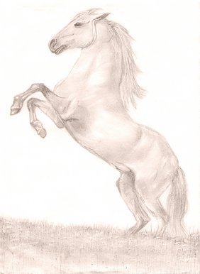Stallion rearing