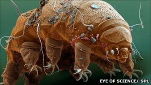 Water bear (Echiniscus granulatus). Coloured scanning electron micrograph (SEM).