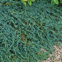 Juniperus horizontalis, Creeping juniper