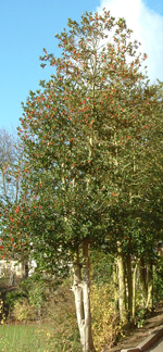Holly Tree: Photo by WTPL/Rosanna Ballentine