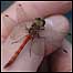 Damselfly