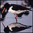 Oystercatcher