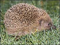 Hedgehog