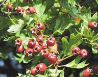 hawthorn fruits Photo: WTPL/Peter Paice from Belfast. 
