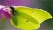 A male brimstone butterfly by Conny Carnuth