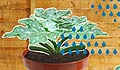 Grow your courgette