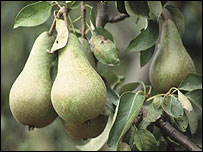 pears