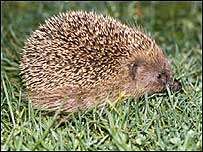 Hedgehog