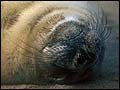 Seal at Winterton by David Brice