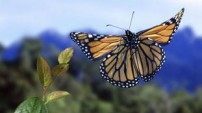 Monarch Butterfly from the Nature Picture Library