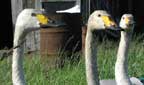 Swans