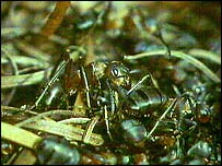 Narrow-headed wood ants