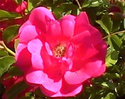 Rosa Rugosa