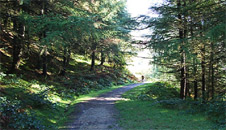 Path through a forest