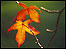 Autumn leaves