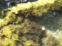 Seaweed