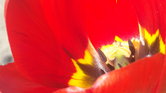 A flower I saw...