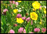 Meadow flowers