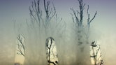 Distortion
