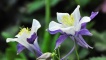 Aquilegia