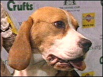 Hound Group winner 2008