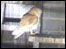 Nesting box