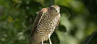 Sparrowhawk, copyright owned by Blueskybirds.co.uk.