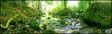 The stream at Harford