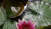 Water Lily