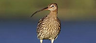 Curlew, copyright owned by Tom Marshall, RSPB.