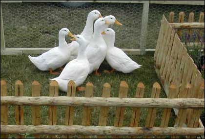 Geese at the Three Counties Show