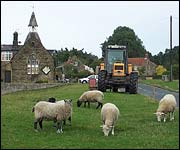 Sheep in Hutton le Hole